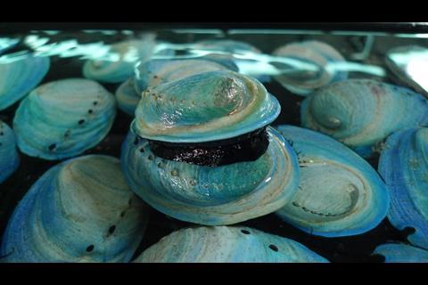 OceaNZ Abalone